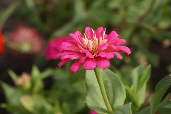 Zinnia Blume blüht im Garten — Stockfoto