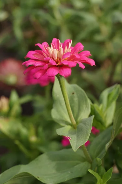 Zinnia Blume blüht im Garten — Stockfoto