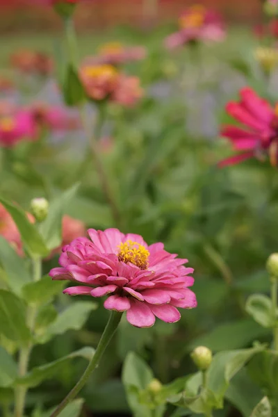 Zinnia Blume blüht im Garten — Stockfoto