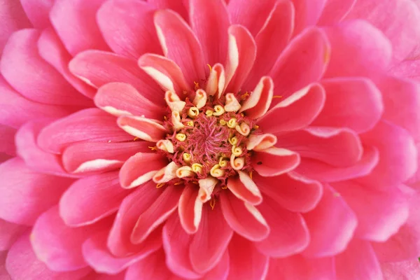 Extreme Nahaufnahme der Zinnia-Blume — Stockfoto