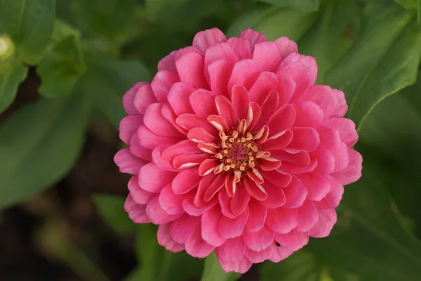 Zinnia Blume blüht im Garten — Stockfoto