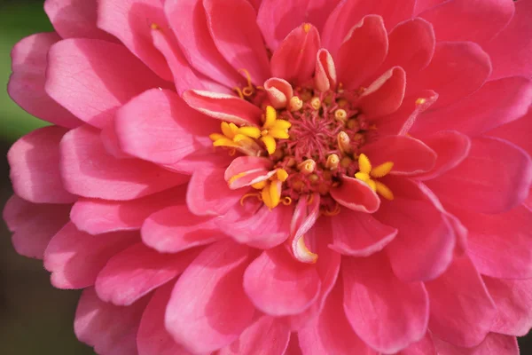 Extreme Nahaufnahme der Zinnia-Blume — Stockfoto