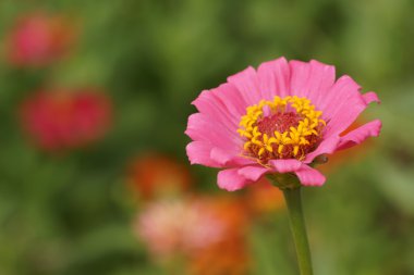 Bahçede açan zinnia çiçeği