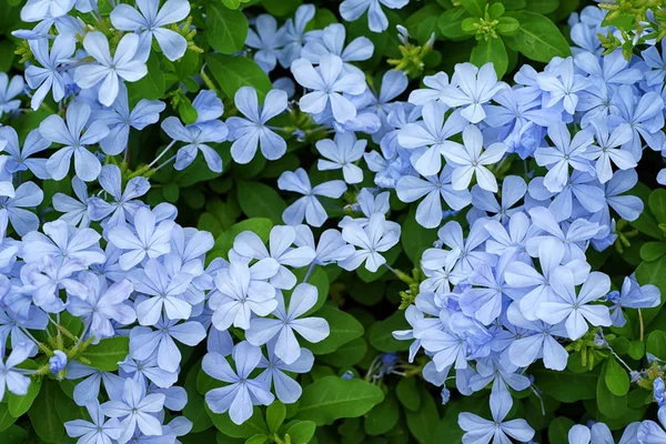 Beautiful delicate blue jasmin in garden — Stock Photo, Image