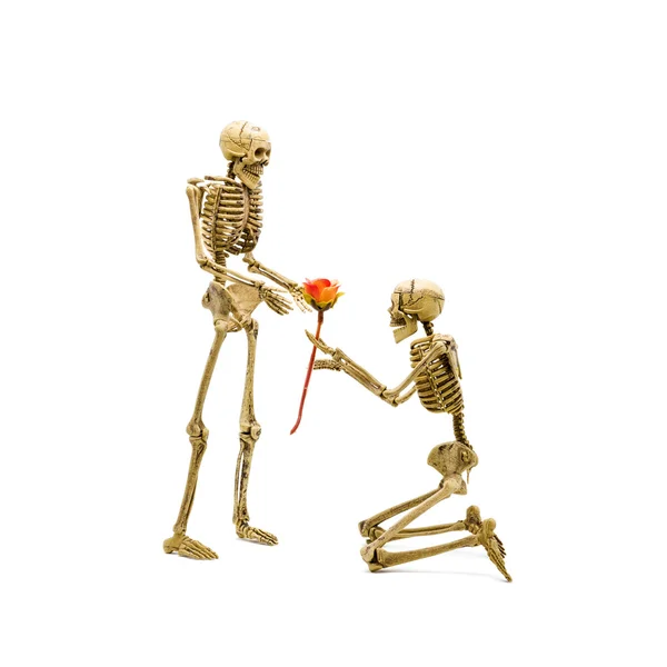 Esqueleto modelo ajoelhar proposta para namorada dando rosa . — Fotografia de Stock
