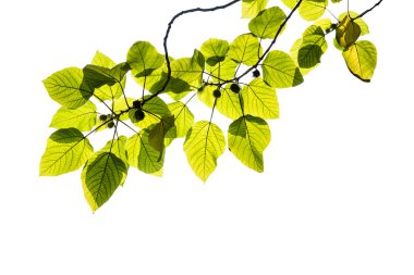 Beyaz arkaplanda yeşil yaprak izole edildi