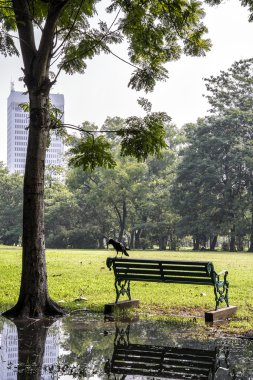 Tezgah Parkı ağacında yakınındaki