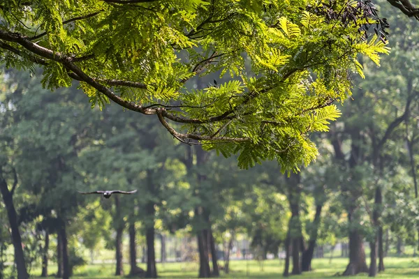 Groene bladeren in de zon — Stockfoto