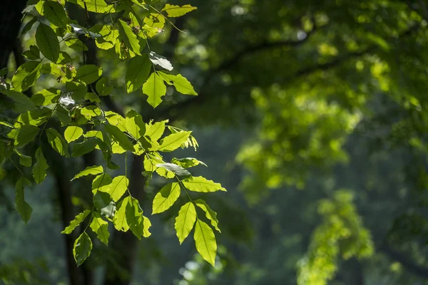 Grüne Blätter in der Sonne — Stockfoto