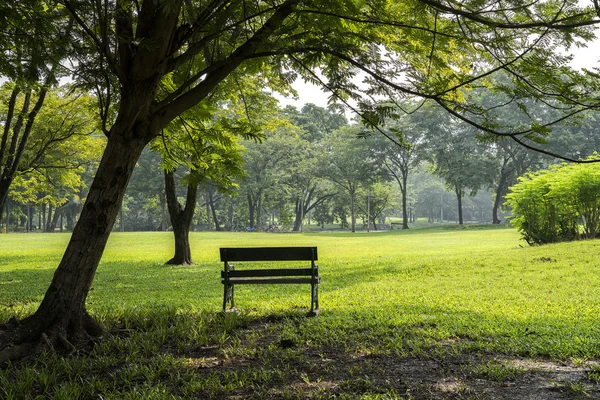 边树在公园的长凳上 — 图库照片