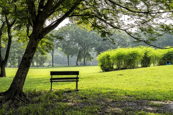 Bench near tree in public park — Stock Photo, Image