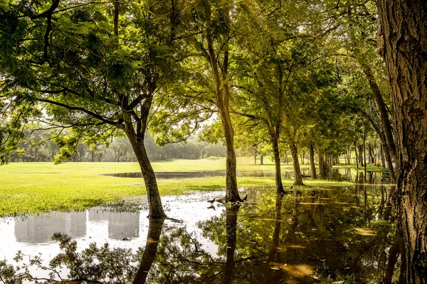 Zelený strom park ráno po prudkém dešti — Stock fotografie