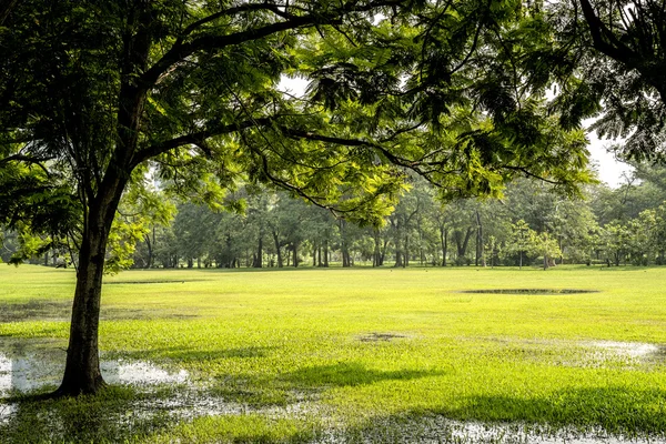 Green tree park w rano po ulewnym deszczu — Zdjęcie stockowe