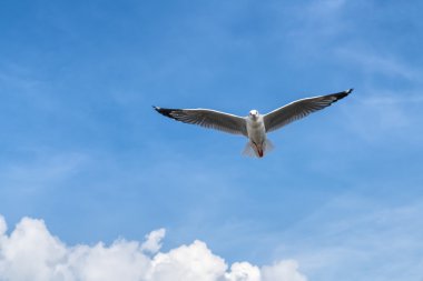 Mavi gökyüzünde uçan martı