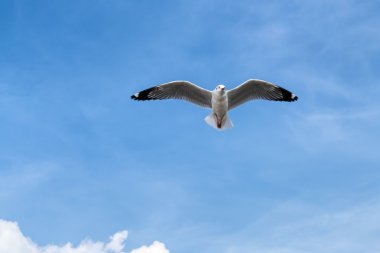 Mavi gökyüzünde uçan martı