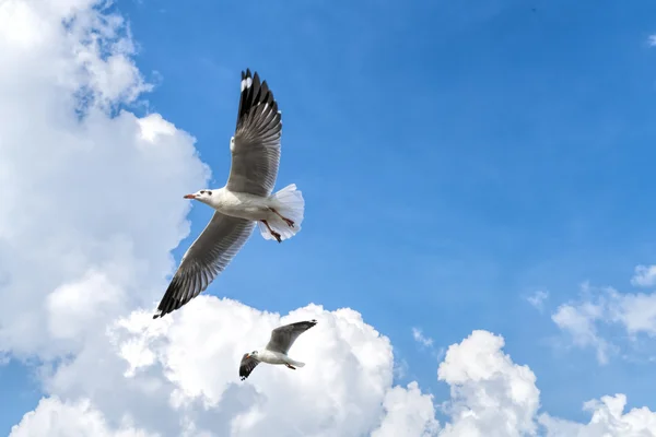 Diversi gabbiani che volano in un cielo nuvoloso — Foto Stock