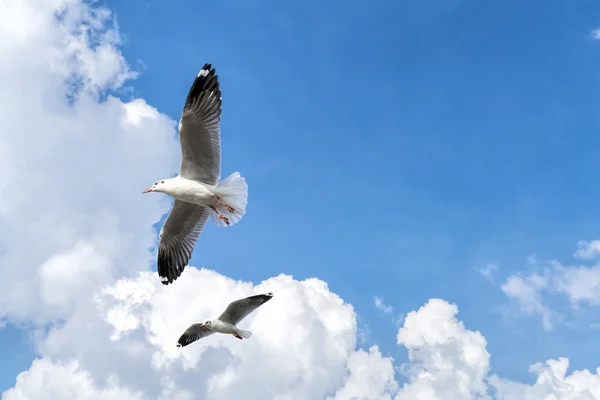 曇り空を飛んでいくつかのカモメ — ストック写真