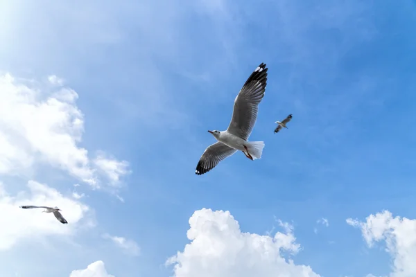 Mavi gökyüzünde uçan martı — Stok fotoğraf