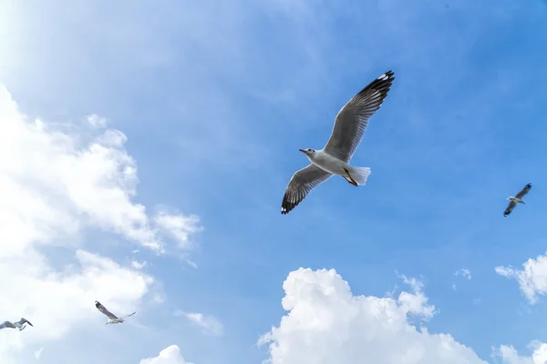 Gabbiano che vola sul cielo blu — Foto Stock