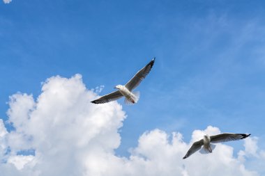 bir bulutlu gökyüzü uçan birkaç martılar