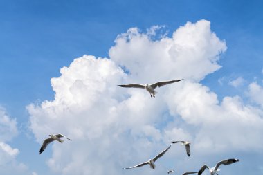 bir bulutlu gökyüzü uçan birkaç martılar
