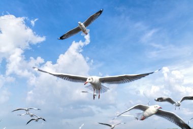 bir bulutlu gökyüzü uçan birkaç martılar