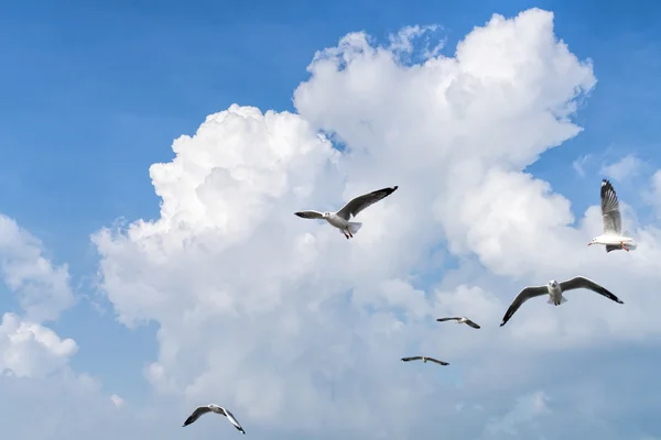 曇り空を飛んでいくつかのカモメ — ストック写真