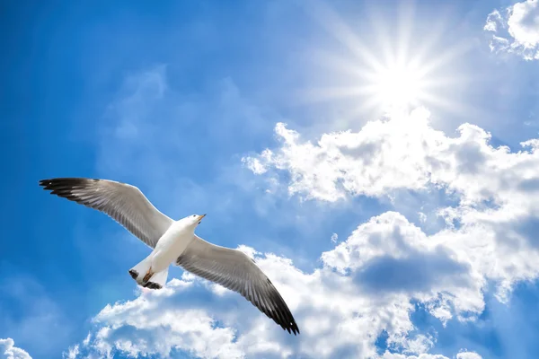 Mavi bulutlu gökyüzü parlak güneş ile karşı uçan martı