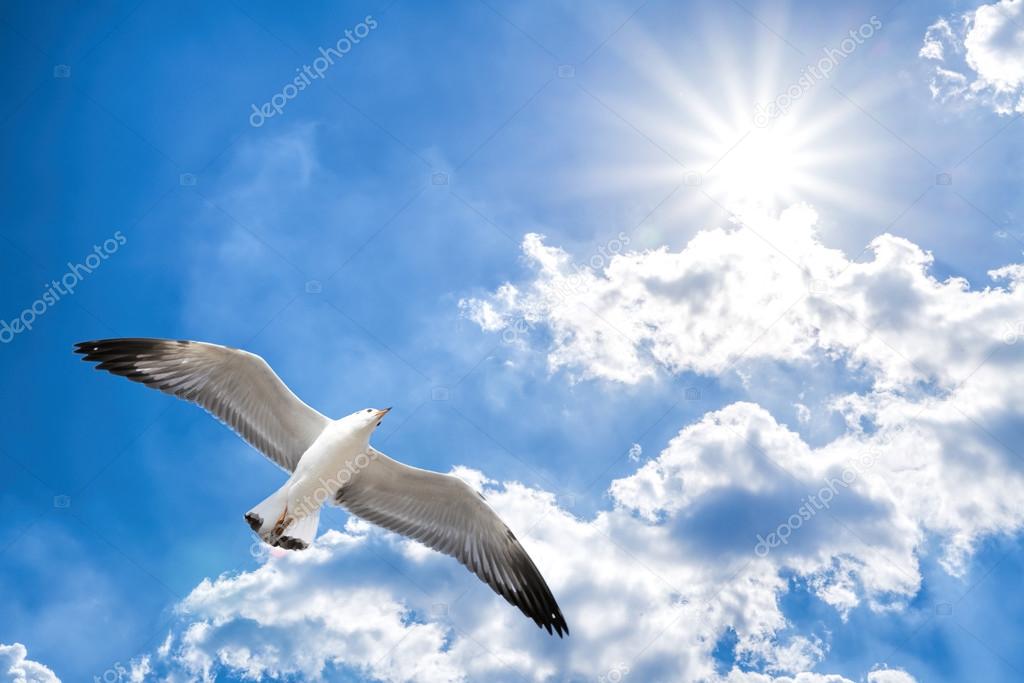 Seagull flying against blue cloudy sky with brilliant sun