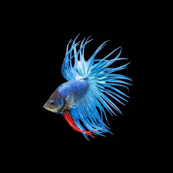 Betta fisk, siamesiska slåss fisk — Stockfoto