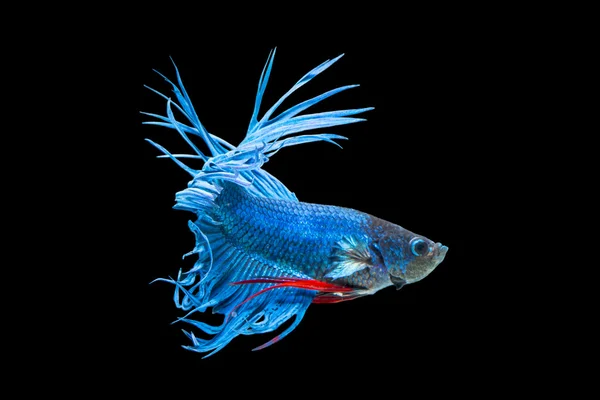 Betta fisk, siamesiska slåss fisk — Stockfoto