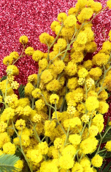 Stelletje gele Mimosas in bloei voor de internationale Vrouwendag — Stockfoto