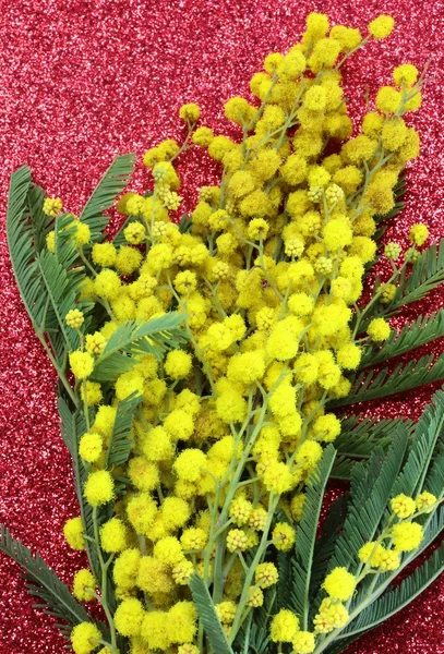 Giallo Mimose in fiore per la giornata internazionale della donna con — Foto Stock