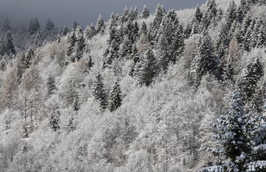 dağ manzarası ile köknar çam ve Melez (bitki)