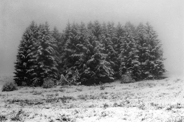 Spar berg ondergedompeld door de mist en sneeuw — Stockfoto