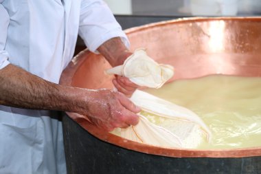 Üst düzey cheesemaker peynir muşamba ile co toplar.