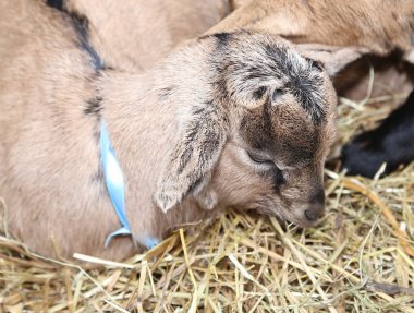saman yumuşak ceket ve renkli ri ile genç yeni doğmuş çocuk