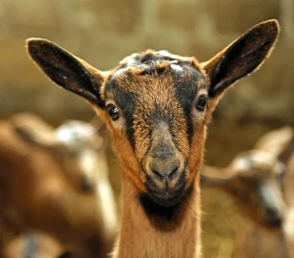 Nos dítě v chovu ovcí na farmě — Stock fotografie