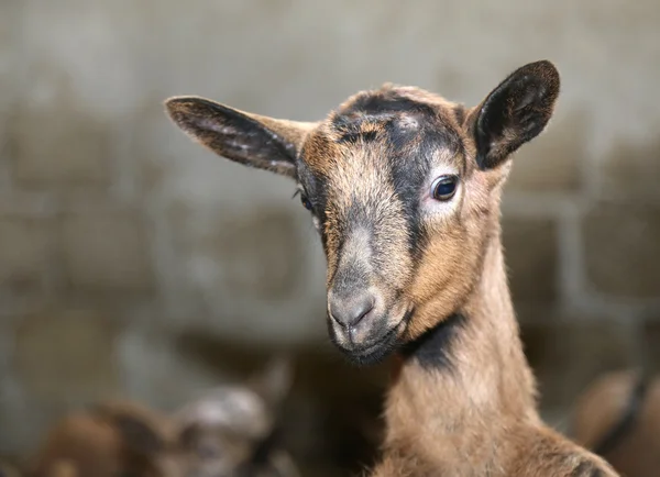 Nos dítě v chovu ovcí na farmě — Stock fotografie