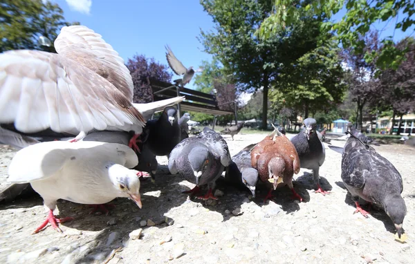 Tauben und Tauben fressen hungrig die Semmelbrösel im Stadtpark — Stockfoto