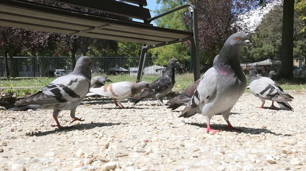 Colombe e piccioni affamati mangiano le briciole nel parco pubblico — Foto Stock