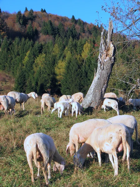 Ovelhas em grandes bandos pastando nas montanhas — Fotografia de Stock