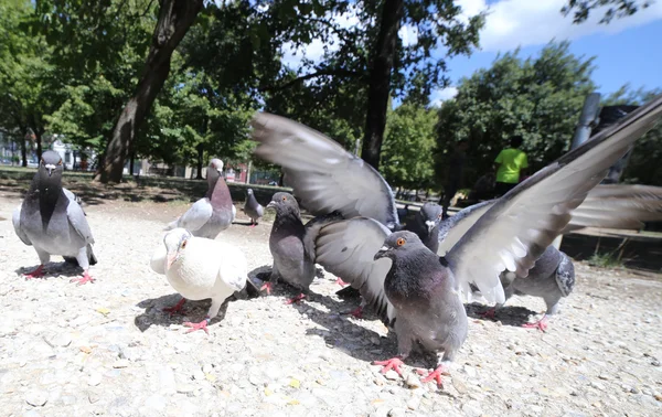 Голуби и голуби едят хлебные крошки в общественном парке — стоковое фото