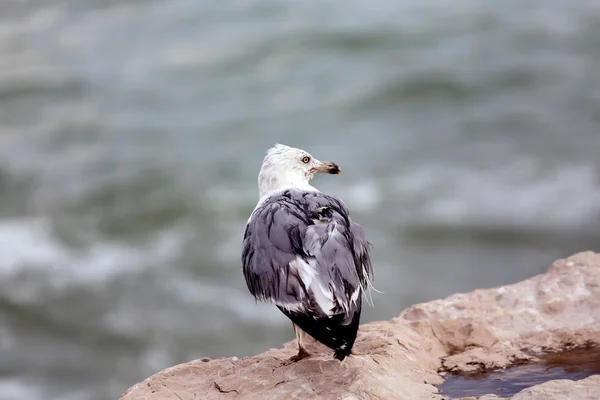 Oude zeemeeuw zat op de rotsen aan zee — Stockfoto