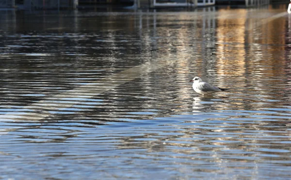 Seagull in Piazza San Marco in Venice with high tide — Stock Photo, Image