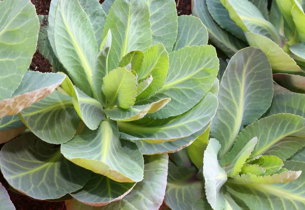 Feuilles de chou dans un jardin avec agriculture biologique sans pesticide — Photo