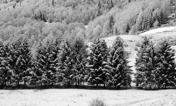 Landschaft mit Tannen und Lärchen unter Schnee — Stockfoto