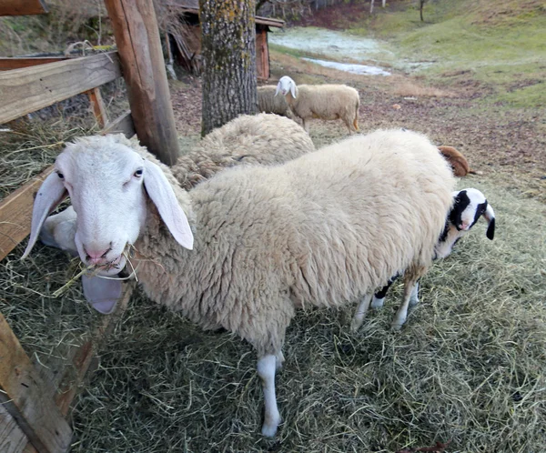 Sheep  eat in the manger of the farm — Stock Photo, Image