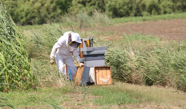 Apicultor con traje protector durante la recolección de miel y colmenas —  Fotos de Stock