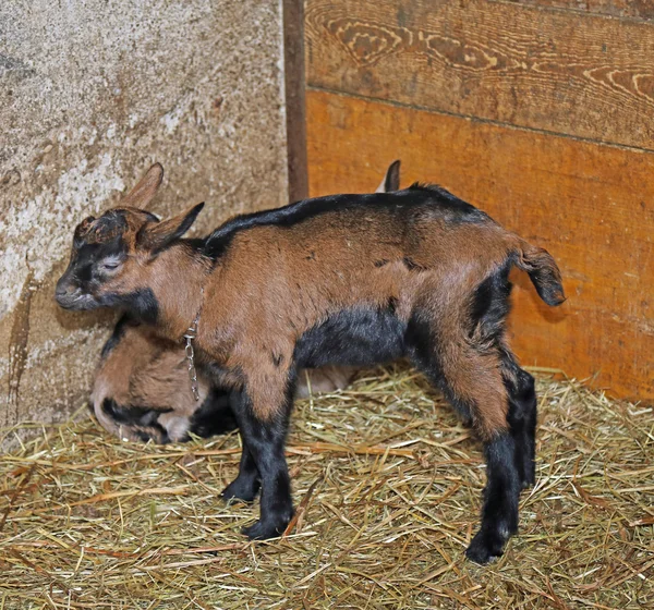 Goat in the barn of the farm of breeding goats for cheese produc — Stock Photo, Image